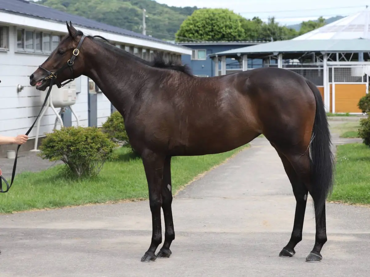 【画像・写真】【写真・画像】冬デビューを目指すクワイトファイン産駒のクワイエットエニフ（原田さん提供）